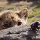 Image for article titled I’m Now Suddenly on Board With The Lion King Remake